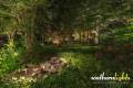 Southern Lights Landscape Lighting Designs and Installations in Greensboro, NC 27408_15_result